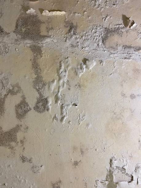 Best Mold Remediation  in Catawissa, PA