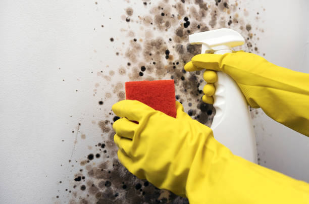 Best Mold Cleaning Services  in Catawissa, PA