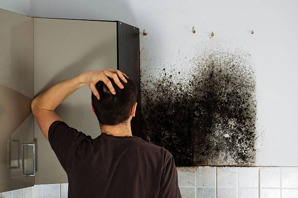 Mold Removal Process in Catawissa, PA