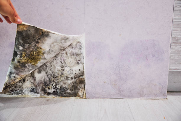 Best Office Mold Removal Services  in Catawissa, PA